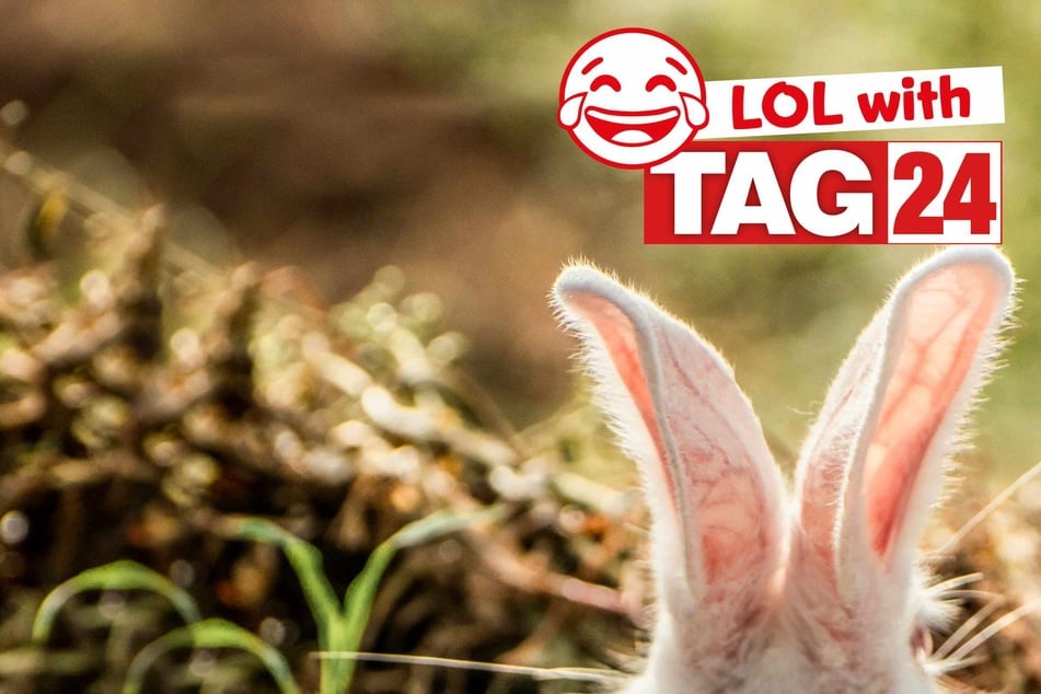 Joke of the Night for December 29, 2025: Hopped up on funny!