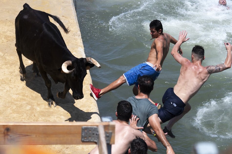 Stiere brachten in dieser Woche schon drei Menschen in Spanien um, weil noch immer die hektischen Stierläufe veranstaltet werden.