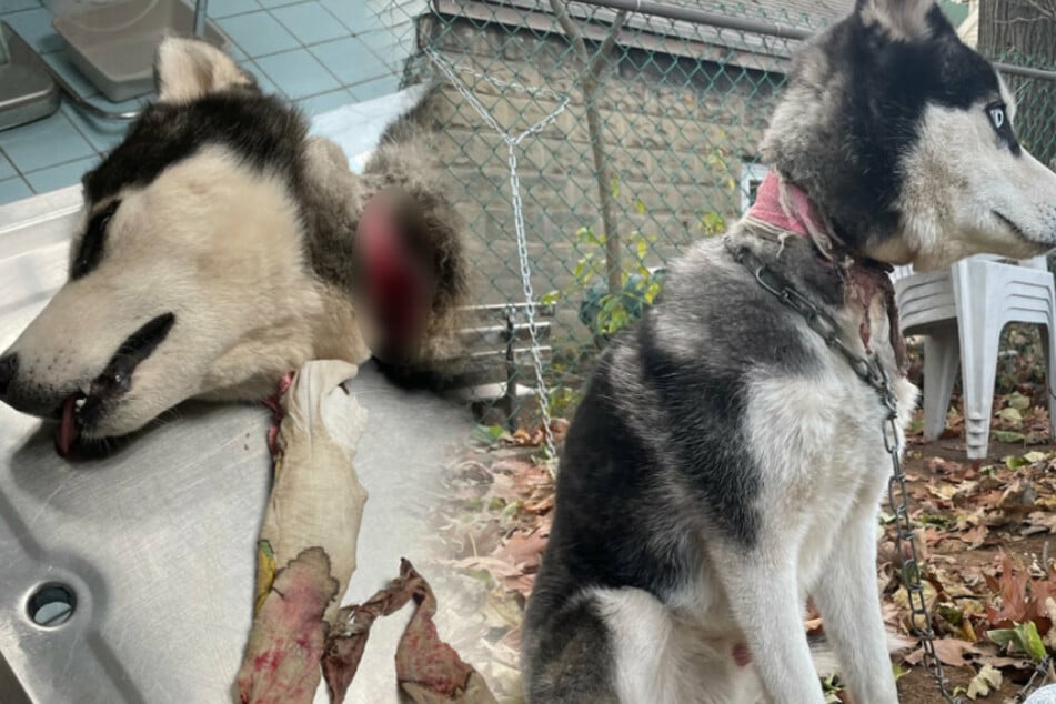 The young husky was chained to a fence for days (r.). He suffered a terrible neck injury (collage).