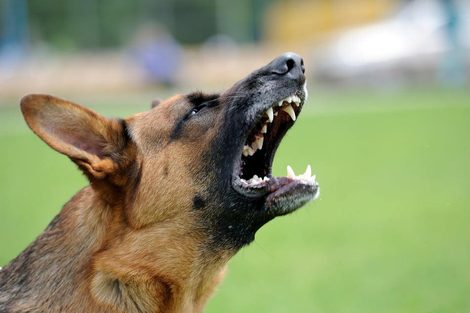 Hunde bellen aus verschiedenen Gründen. Manchmal sind sie auch aggressiv. Bei der Beurteilung ist die gesamte Körperhaltung entscheidend.