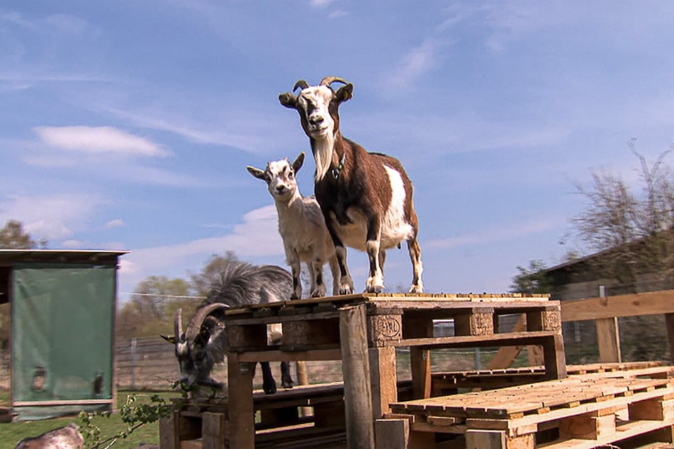 Die Zwergziegen kamen gemeinsam mit 15 Hunden in das Tierheim.