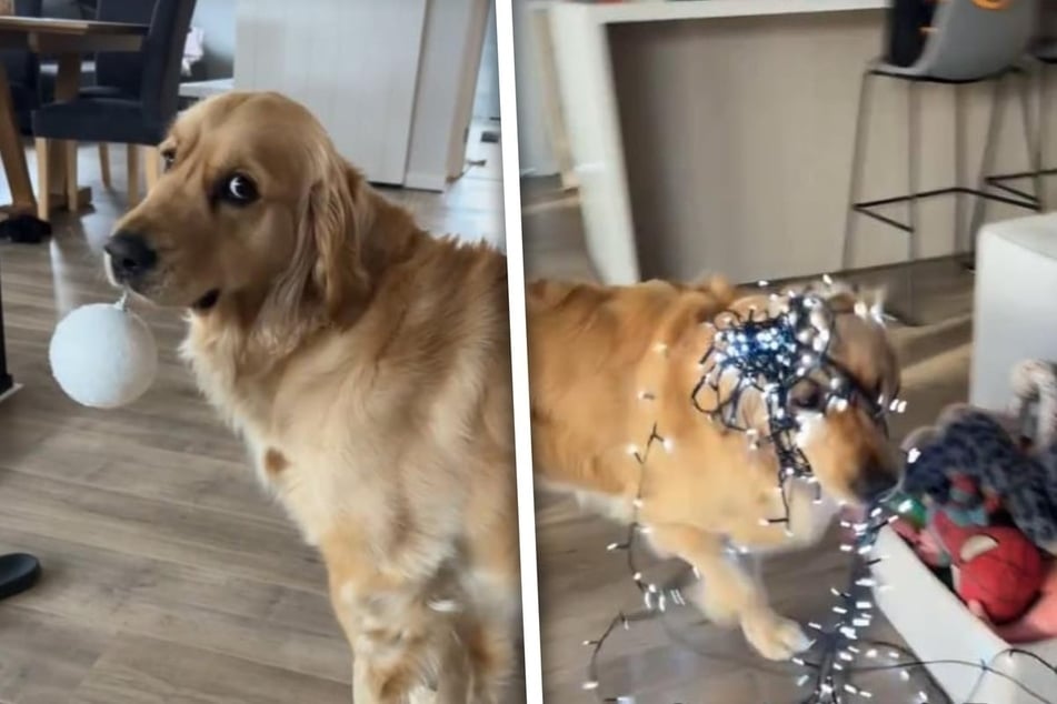 Golden retriever dog adorably fails in attempt to help family decorate for Christmas!