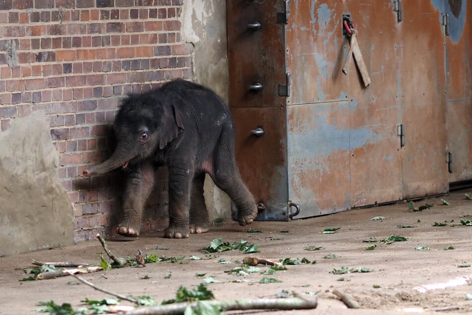 Das in der Nacht zu Samstag im Leipziger Zoo geborene Elefantenbaby ist nun auch für Besucher zu sehen.