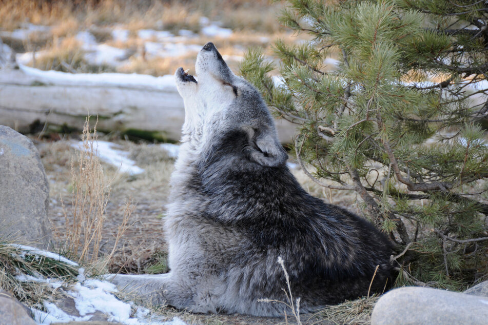 Seit Jahren waren die Wolfsheulnächte während der Vollmondphasen eine beliebte Attraktion. (Symbolfoto)