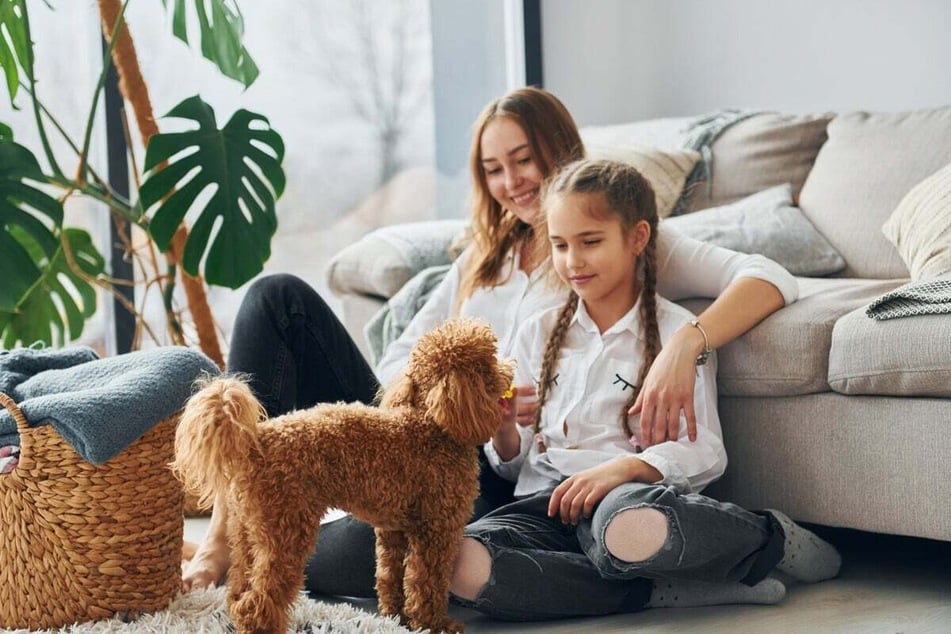 Above all, the friendly nature of a poodle (pictured) makes a Rottle a good family dog.