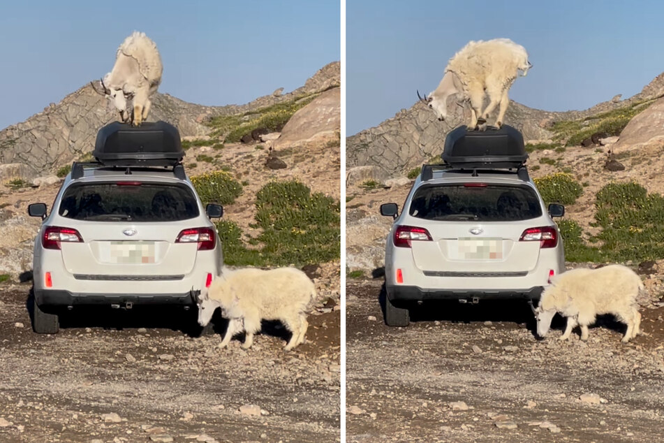 Zwei neugierige Bergziegen bestiegen ein geparktes Auto.