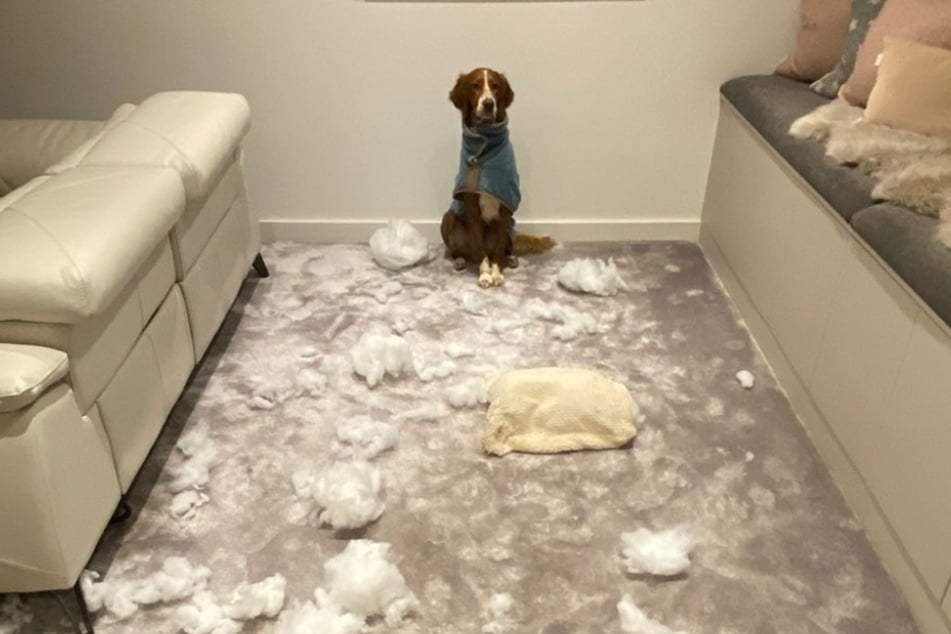 Former detective's dog caught red-handed in hilarious "crime scene"