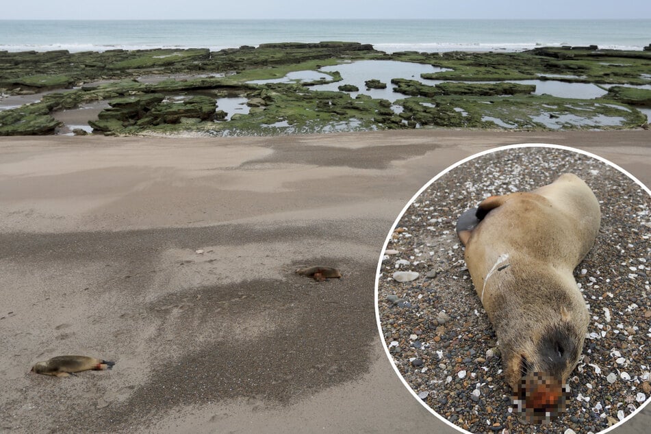 Keine Behandlung möglich: Über 100 Seelöwen an Virus gestorben
