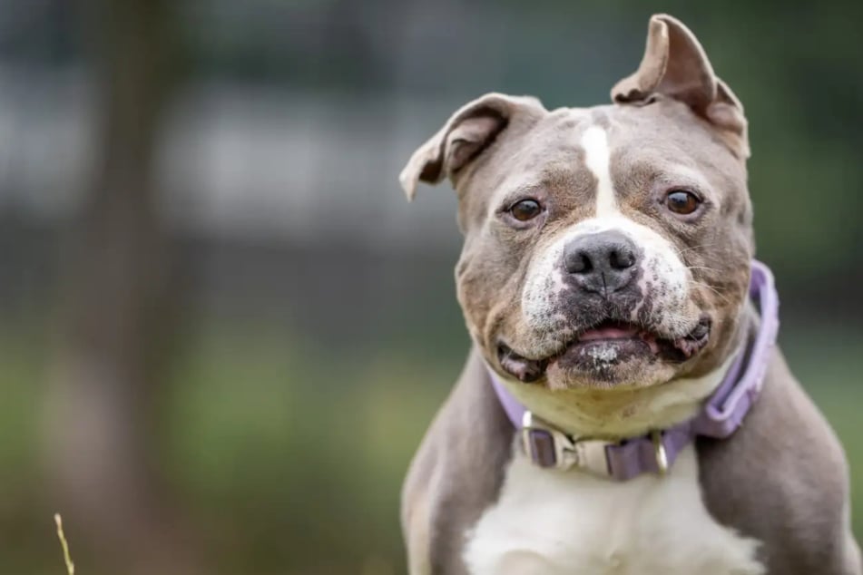 Sie wurde gefunden und sitzt seitdem im Tierheim: Wer schenkt Pummel ein Happy End?