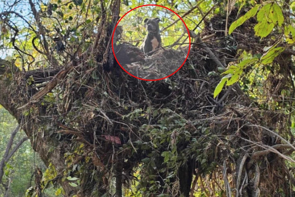 Wegen der Fluten harrte ein Hund auf einem Baum aus.