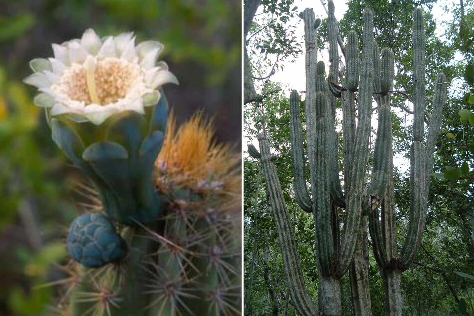Rare Florida cactus becomes first US plant species made extinct due to sea level rise