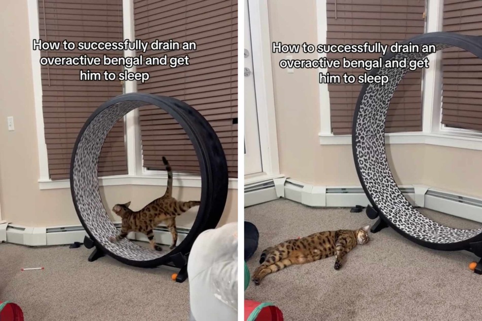 A giant exercise wheel can help tire out Lindo the cat so he doesn't keep everyone up all night with his zoomies.