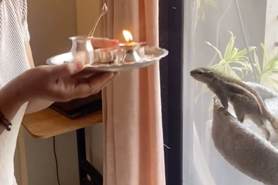 Pet squirrel welcomed into the family with heartwarming ritual ceremony