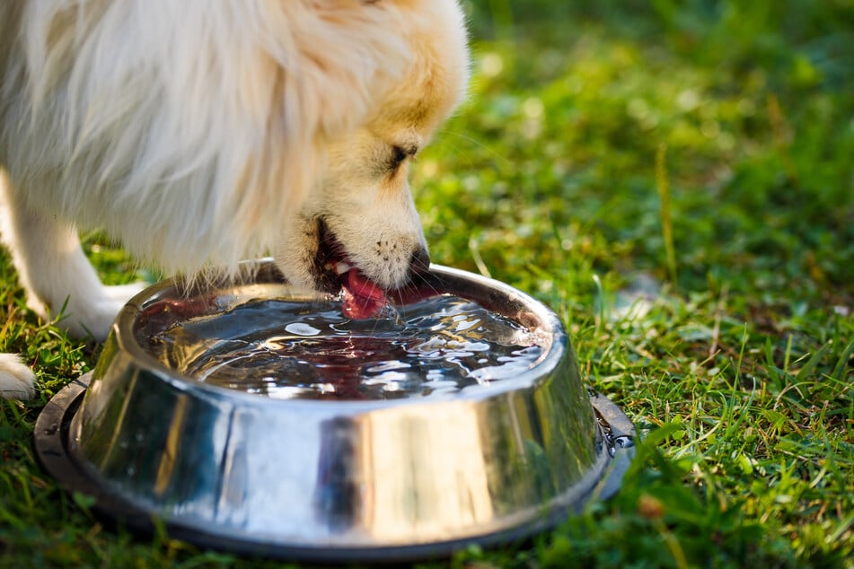 Um einen Hund zum Trinken zu animieren, kann es hilfreich sein, dem Hund beim Spielen draußen einen Trinknapf anzubieten.