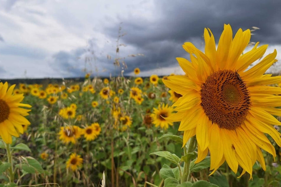 Thüringen-Wetter: Die Prognosen bis zum Bergfest!