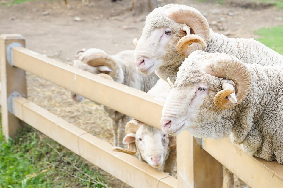 Grausame Quälerei: Tierhasser schlagen Schaf die Hörner ab