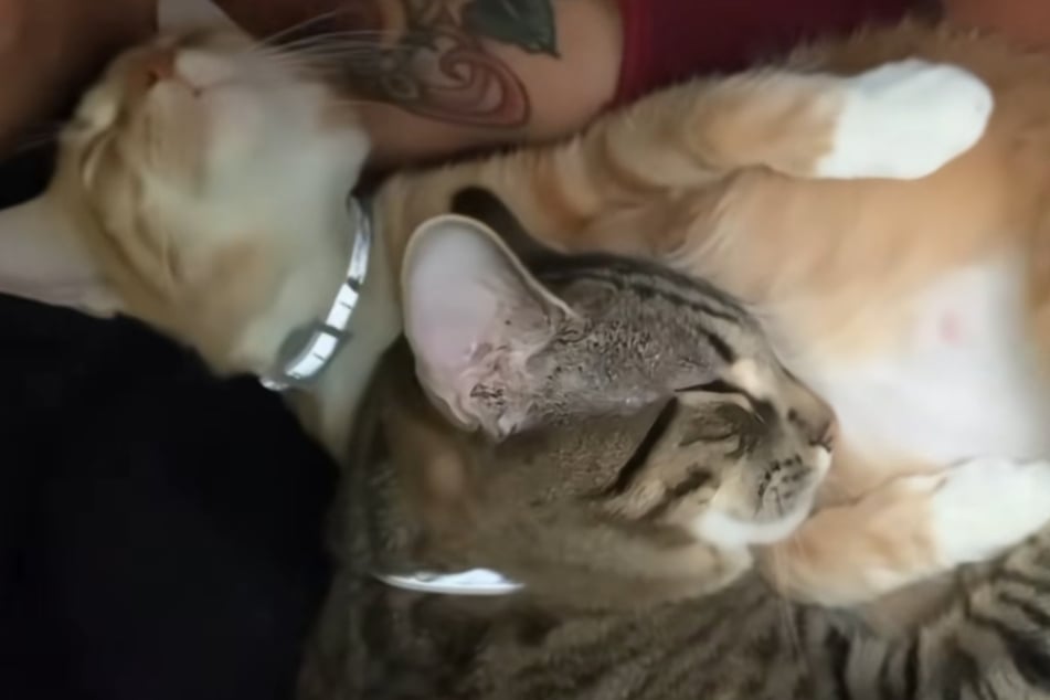 Da schmelzen die Herzen dahin: Kater Moose schmiegt sich an den Bauch der trächtigen Cheeto.
