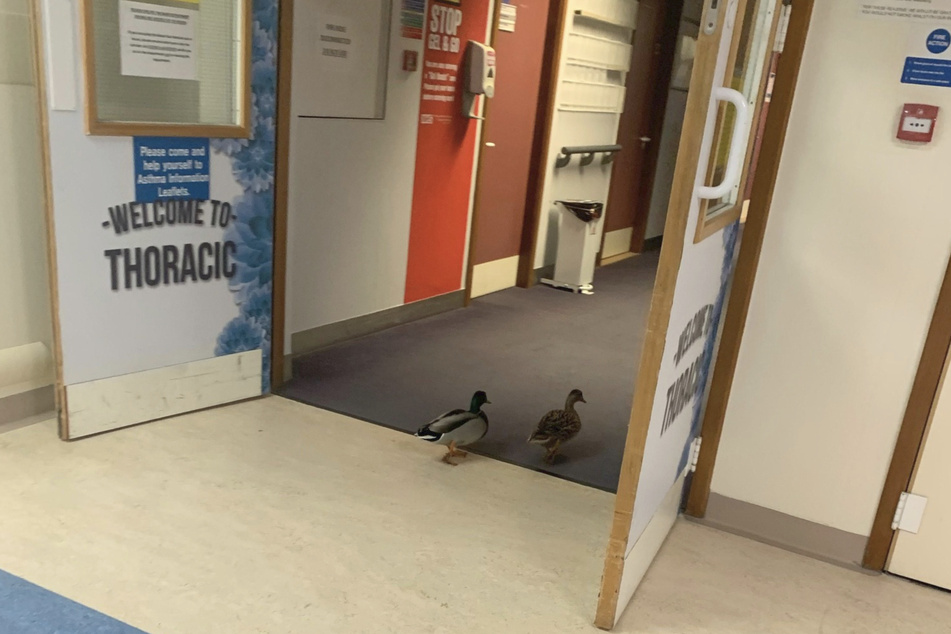 Entweder standen die Pforten der Klinik offen oder die Enten sind vom automatischen Türöffner erkannt worden.
