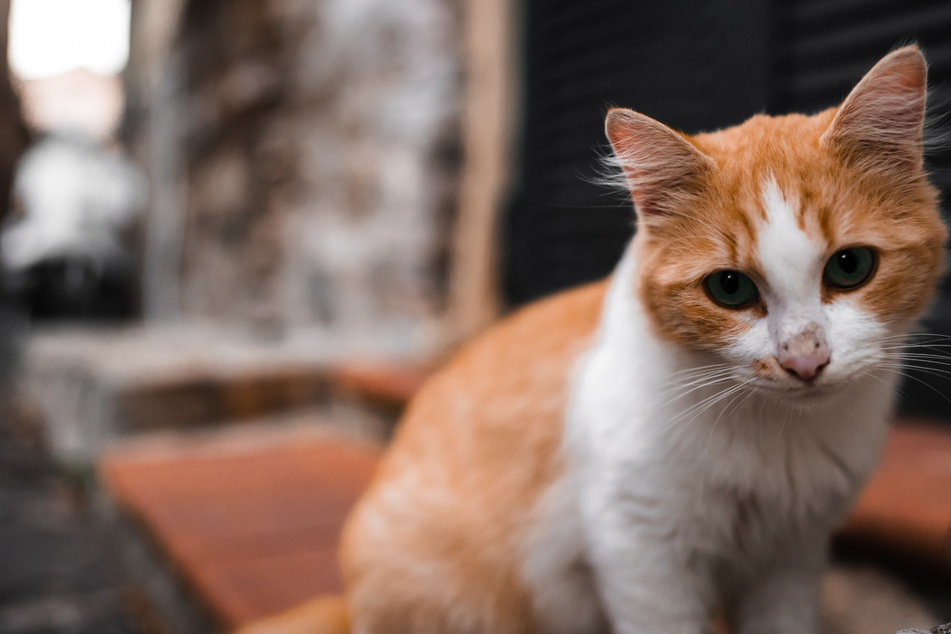 A pet owner in Oregon is believed to have got the bubonic plague from their cat (stock image).