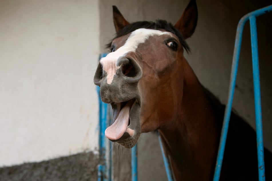 Weil ein Pferd während des Transports kollabiert ist, musste ein Stück der A9 komplett gesperrt werden. (Symbolbild)