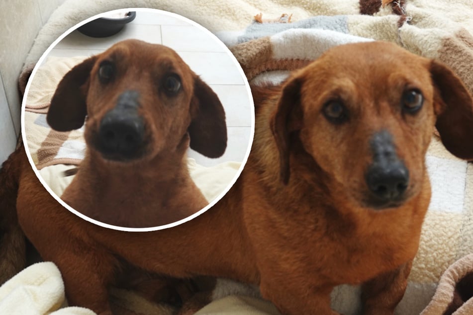 Hund Beni hat alles verloren: Diese kleine Seele braucht jetzt ganz dringend Liebe
