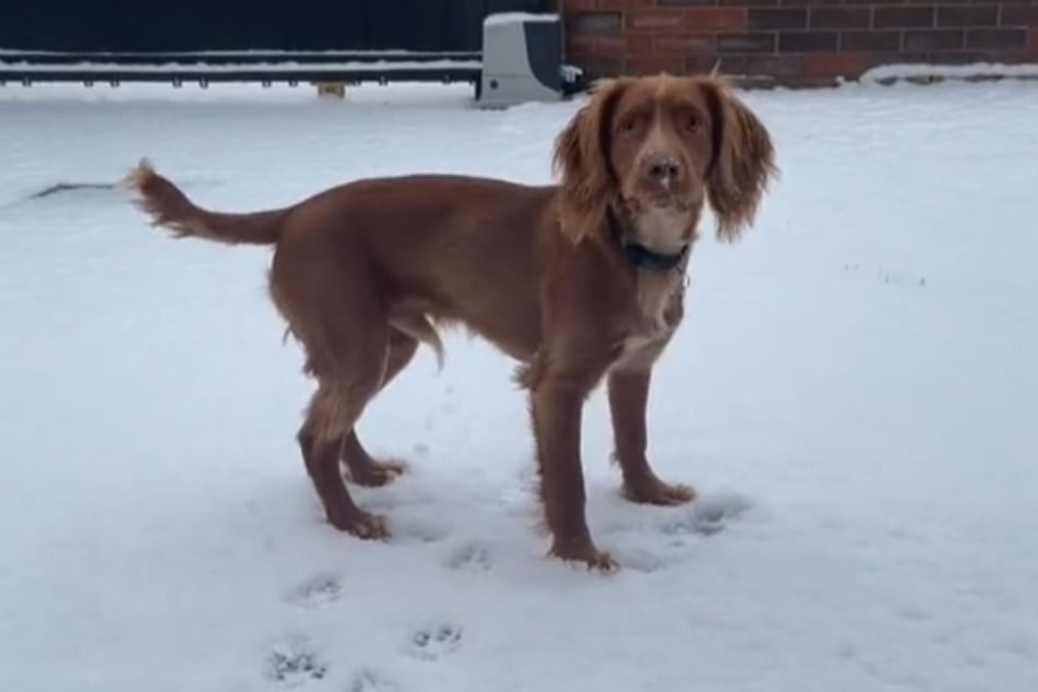 Hmm, Roscoe scheint noch etwas unsicher im Schnee zu sein.