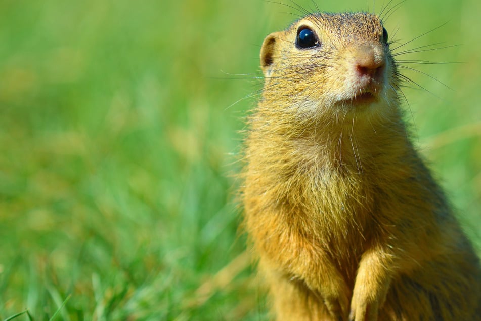 Murmeltiere sehen süß aus, können aber die Pest übertragen.