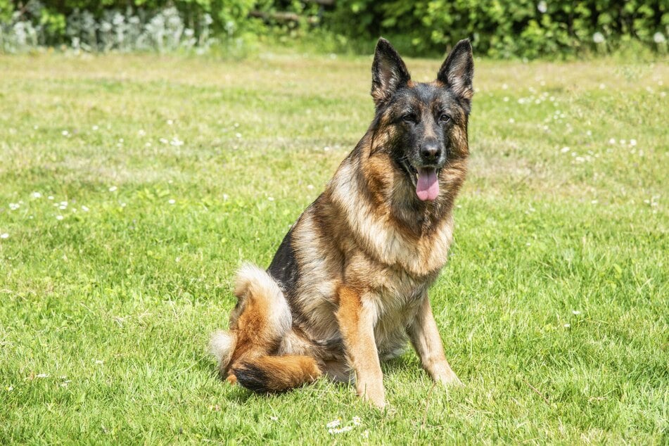 Ein Schäferhund hat einen Polizei-Einsatz ausgelöst. (Symbolfoto)