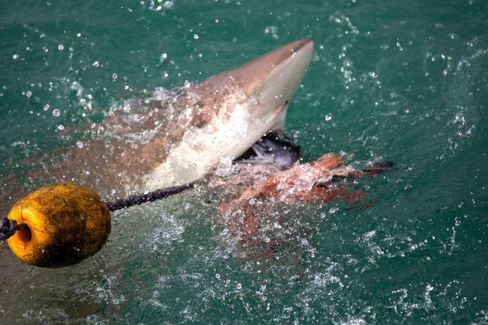 Die grausame Jagd auf Haie mit Schleppleinen ist vielerorts bereits verboten. Der Hai-Experte warnt vor den Gefahren, die von der Fischerei auch für Menschen ausgeht. (Symbolbild)