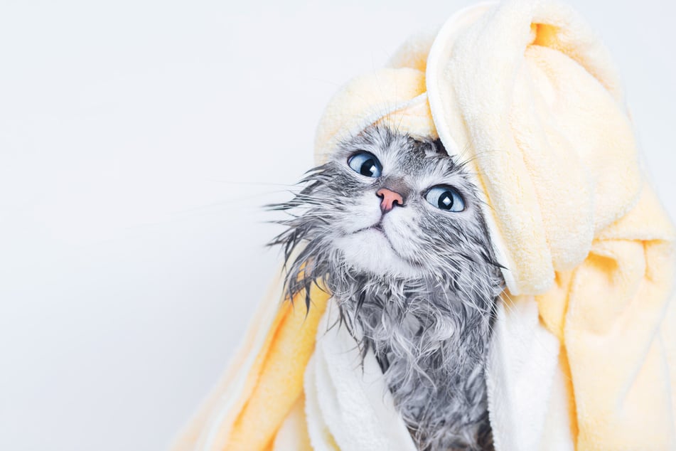 If you decide to give your cat a bath, keep a towel nearby, and give it a rub.