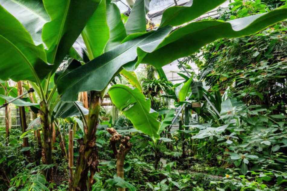 Im Botanischen Garten wird am Wochenende gefeiert.