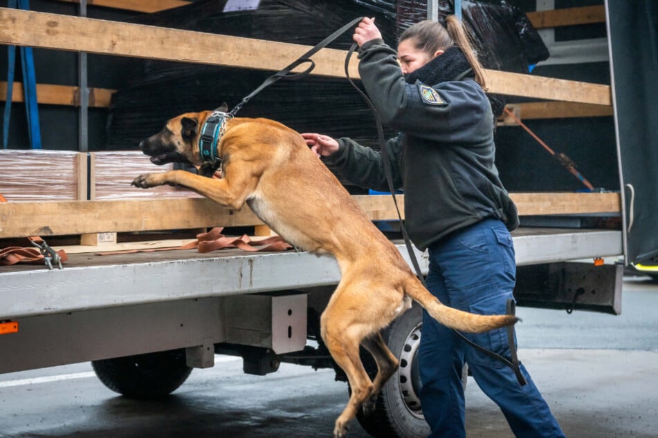 Hundedame Zwecke (3) sucht in einem slowenischen Transporter am Autobahnparkplatz Großzöbern nach Drogen.