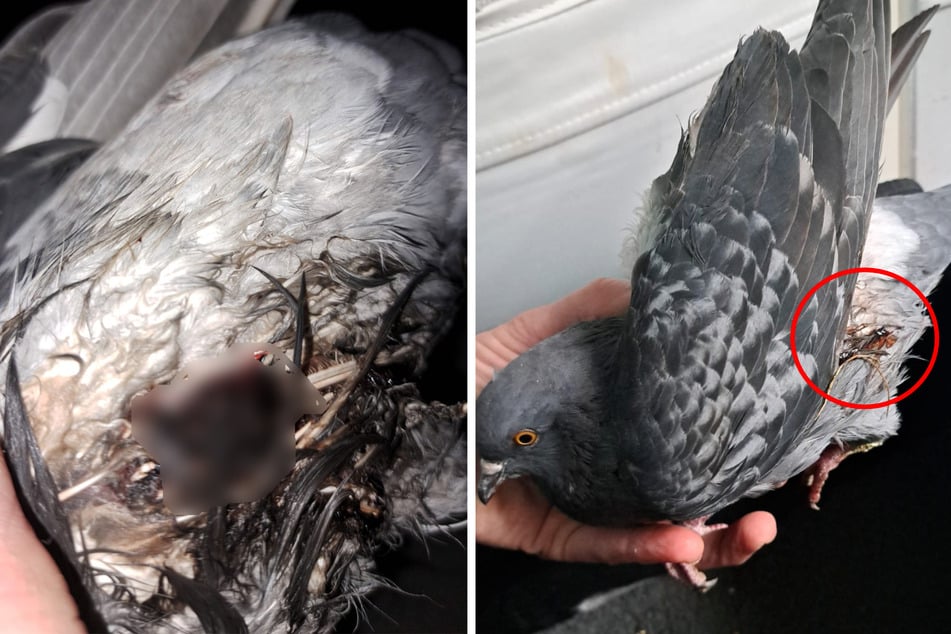 Paloma herida de bala: PETA ofrece recompensa a los maltratadores de animales