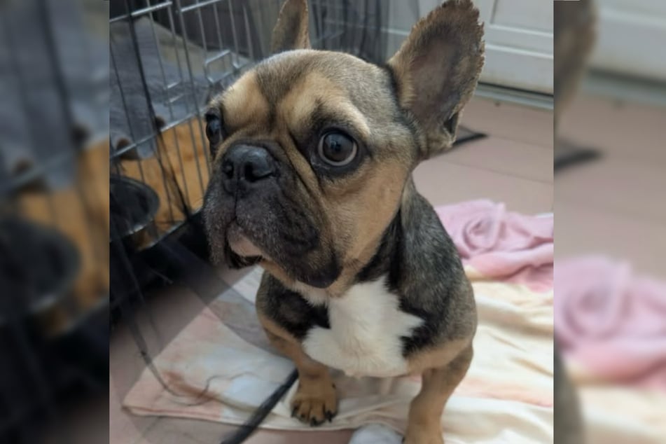 Die dreifarbige Bulldogge musste schweren Herzens eingeschläfert werden.
