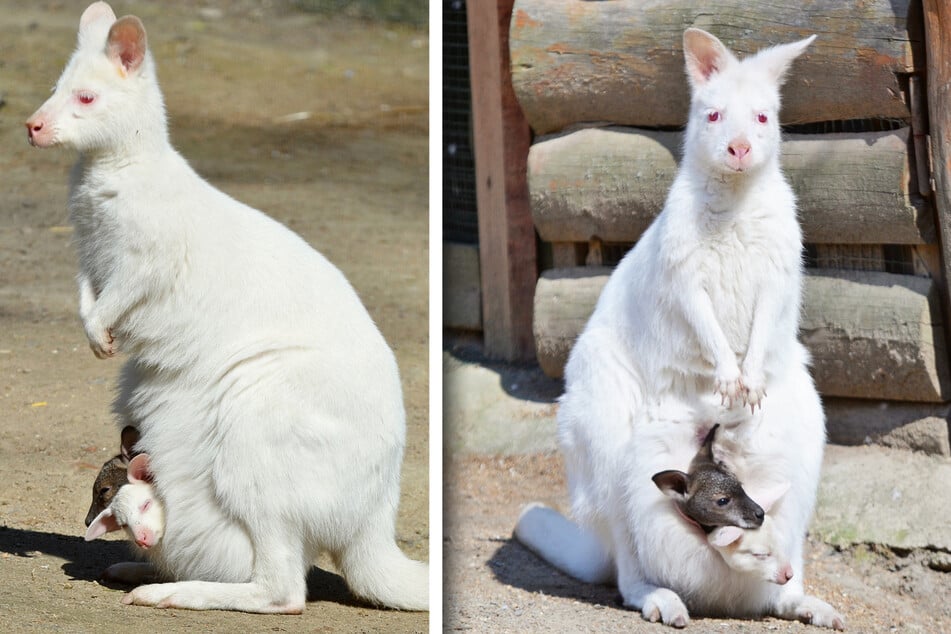 Ist das süß! Albino-Känguru-Mutti kümmert sich nicht nur um den eigenen Nachwuchs