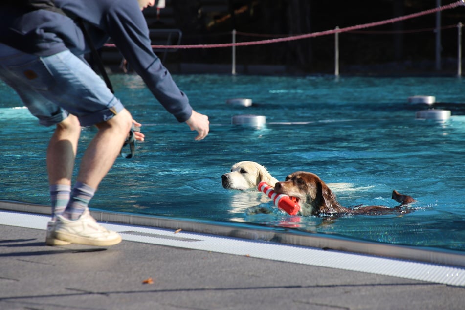 Zwei Vierbeiner drehen beim 7. Kölner Hundeschwimmen im Freibad am Müngersdorfer Stadion eine Runde im Becken.
