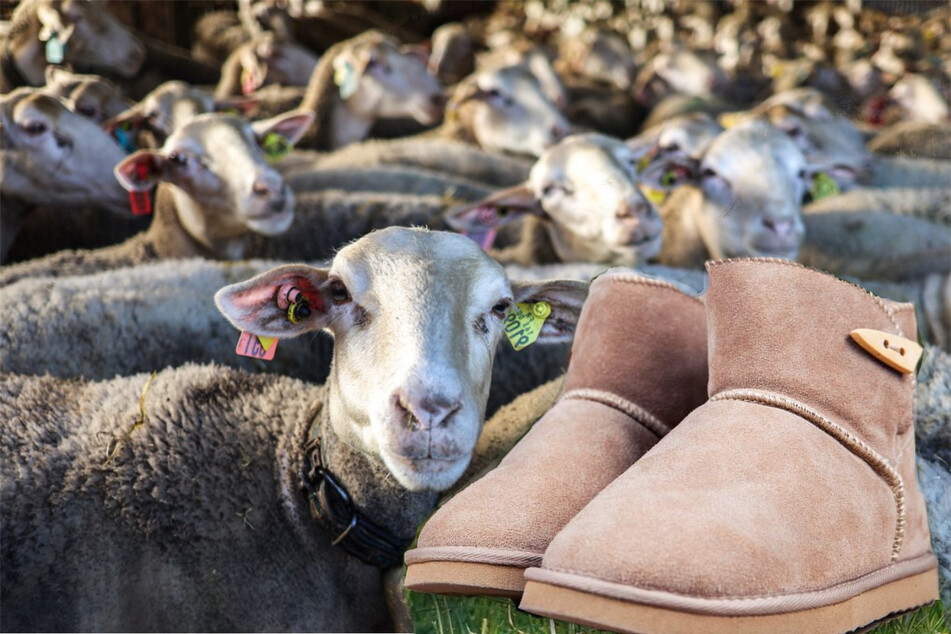 Animal activist groups have claimed UGGs are made by subjecting flocks of sheep to inhumane conditions (stock image).