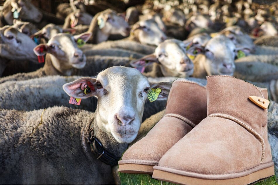 animal cruelty uggs