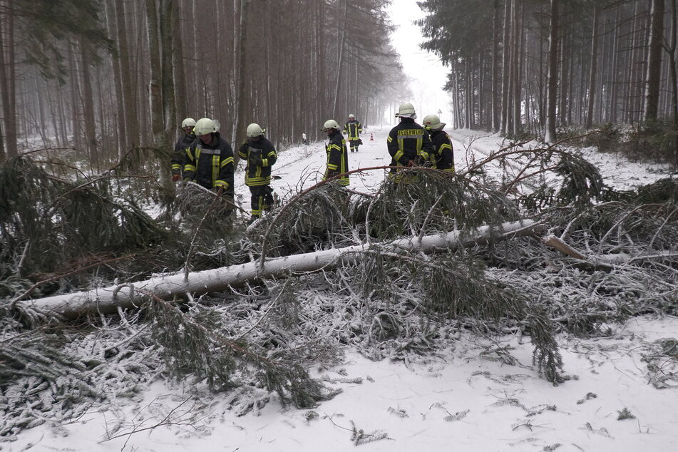 Auch diesen Baum am Kalten Muff bei Neundorf (Erzgebirge) entwurzelte Sturmtief "Zoltan". Die Feuerwehrleute in Sachsen hatten viel zu tun.