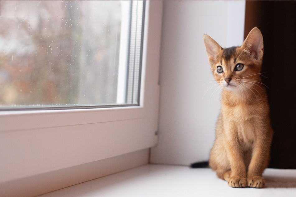 Gekippte Fenster können für Katzen mitunter gefährlich werden.