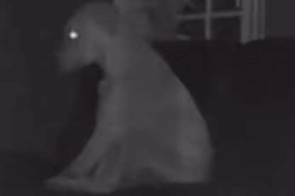 When Claire saw her dog on the pet camera, she couldn't believe her eyes. Shortly after, she left the restaurant in a hurry to help the poor pup!