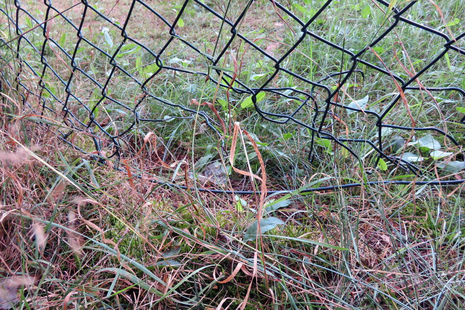 Das Loch im Zaun könnte auch von einem Wildtier stammen.