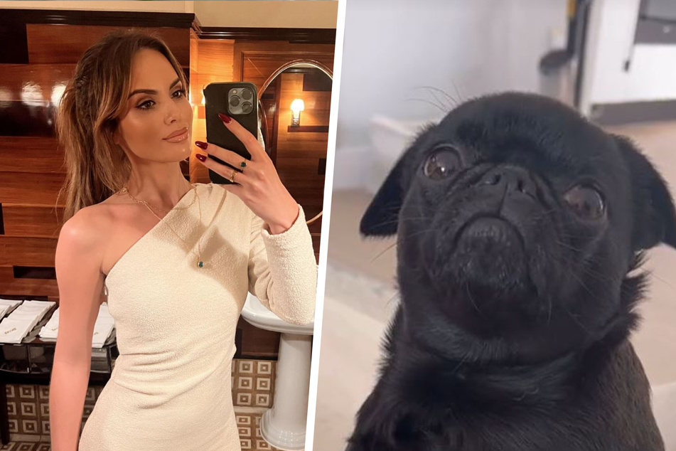 This dog wasn't a fan of what was on her owner Danielle Zarb-Cousin's (l.) plate and quickly stoped begging – to the delight of TikTok.