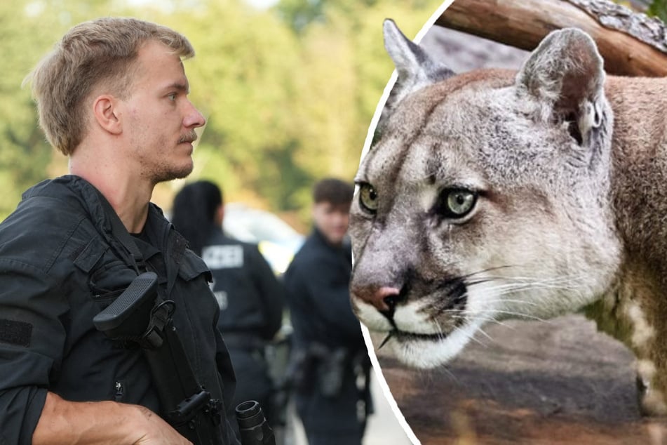 Wärmebildkamera findet keine Spur von mutmaßlichem Puma
