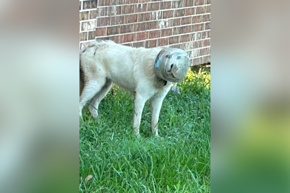 This is the "mugshot" of the animal involved in the incident. According to the authorities, the dog was eventually caught and rescued.