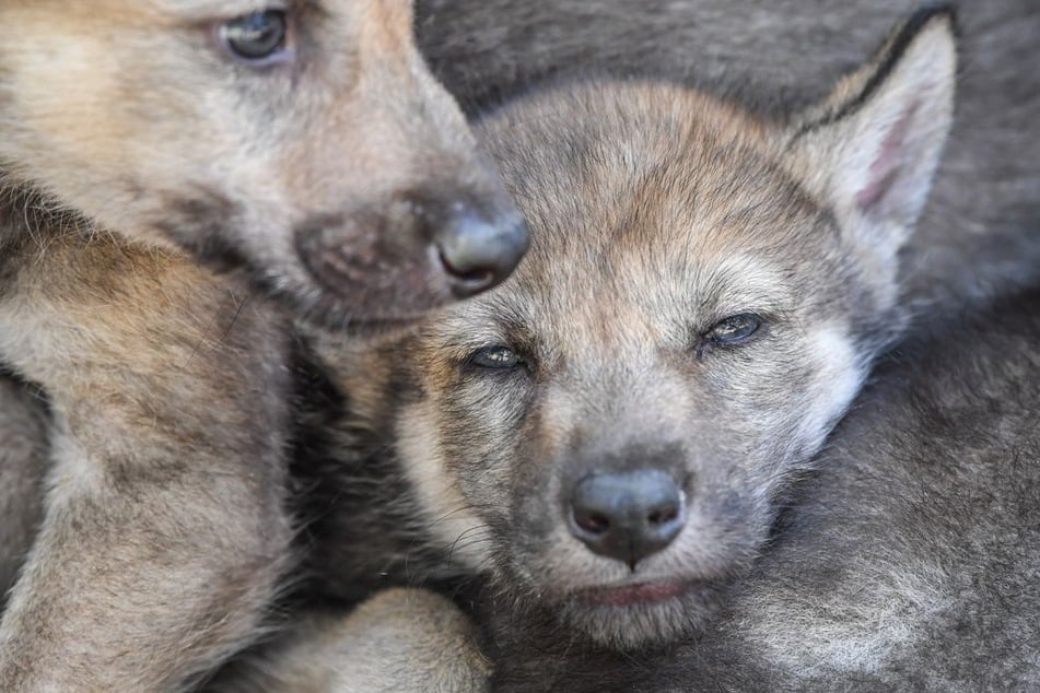 Im Sommer könnte es Wolfswelpen im Südwesten geben. (Symbolfoto)