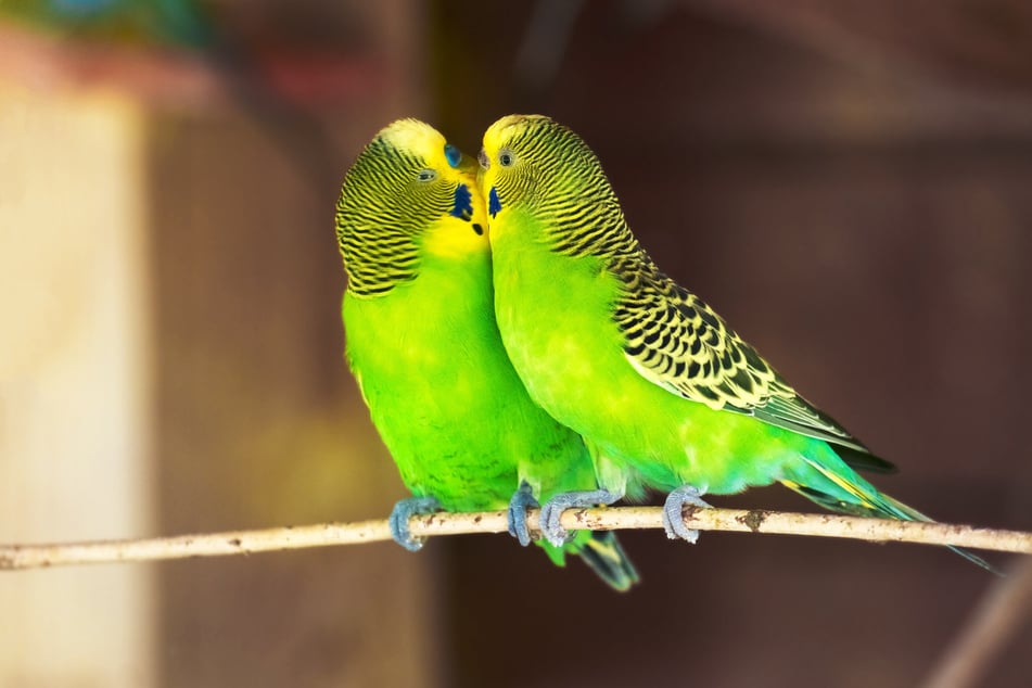 Selbst in einem Schwarm haben die Papageien einen lebenslangen Partner.