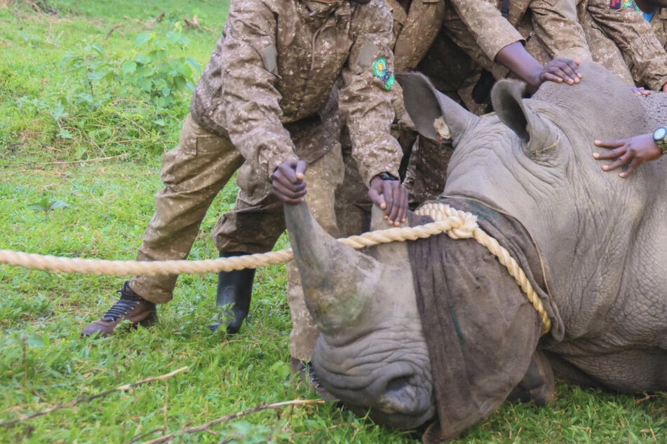 Ausgerottet und jetzt zurück: Nashörner nach über 40 Jahren wieder in freier Wildbahn, doch eine Angst bleibt