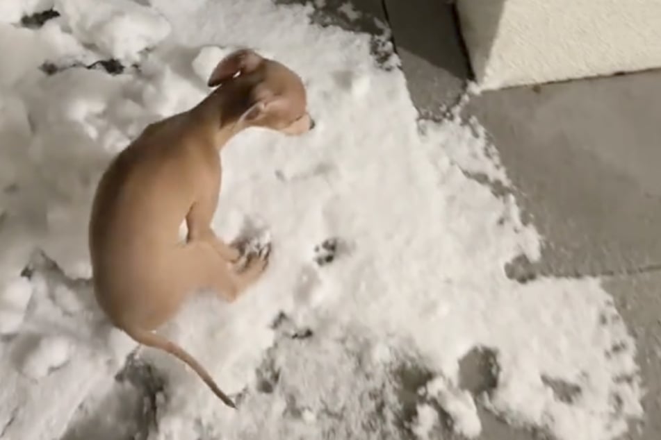 Der Italienische Windhund mit dem süßen Namen Mocca fühlte sich im kalten Schnee überhaupt nicht wohl.