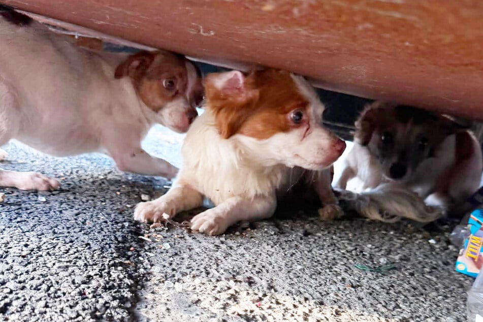 Diese drei süßen Hunde verschanzten sich unter einer Müllt
